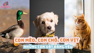 NHỮNG CON VẬT ĐÁNG YÊU CHO BÉ HỌC - Con mèo, con chó, con vịt... | Động vật cho bé học hay nhất