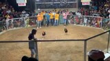 2 cocks derby pawikan gallera.first fight win.(champion)
