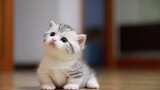 [Hewan]Kucing yang Makin Besar Makin Seperti Babi Kecil