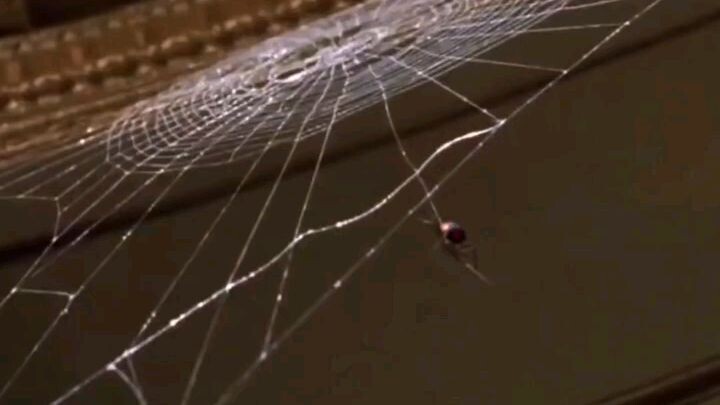 Black widow atau janda hitam, penyebab munculnya spiderman