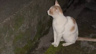 Cat: I heard you want to play too.