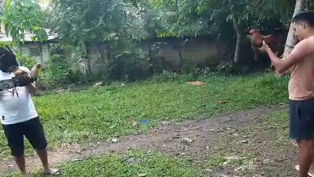 🐓