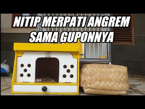 LIVE PERSIAPAN NITIP MERPATI | Dara Manisku