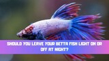 Should You Leave Your Betta Fish Light On Or Off At Night?