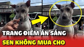 Chú chó GIẬN DỖI vì TRANG ĐIỂM lồng lộn đi ĂN SÁNG mà Sen không mua cho 😂 | Yêu Lu