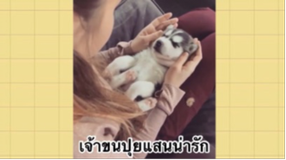 เพื่อนตัวน้อย สัตว์เลี้ยงแสนซน : เจ้าขนปุยแสนน่ารัก