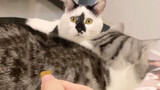 Kucing yang pernah kelaparan menjadi terobsesi dengan makanan
