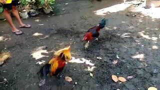 sa lahat Ng manok.  etu lang gustu ko ,. brownred/melsims sparring