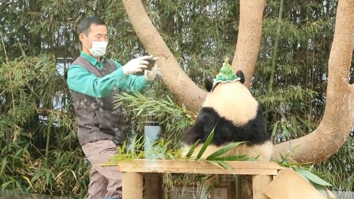 [Panda] Kakek jadikan aku sebagai atribut foto