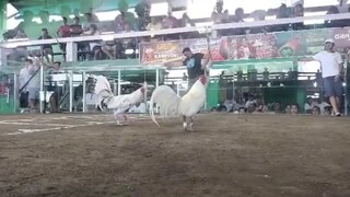 WHITE KELSO WIN MALABON GRANDE🐓