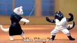 Thú Cưng TV | Dương KC Pets | Mèo Công Fu | mèo vui nhộn | funny cute smart cat