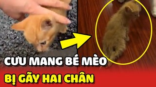 Cảm động câu chuyện CƯU MANG bé mèo con bị GÃY 2 CHÂN 😢 | Yêu Lu