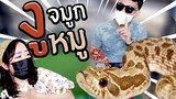 งู!! เผชิญความกลัว!! x Thai exotic channel EP.232