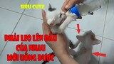 Mèo Con Bú Sữa Bình Tư Thế Siêu Độc Lạ - Funny and Cute Cat| MI LU