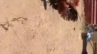 1shot 1kill 🐓👌🏼