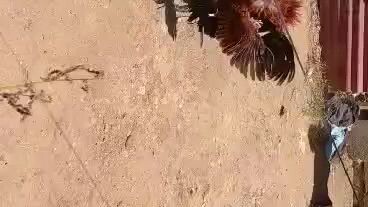 1shot 1kill 🐓👌🏼