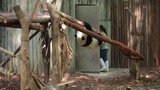 【大熊猫】事实证明：熊猫真的听得懂四川话！！！
