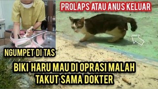 Kucing Sakit Prolaps Menangis Di Lapangan Minta Tolong Di Obati Tapi Ketakutan Sama Dokter..!