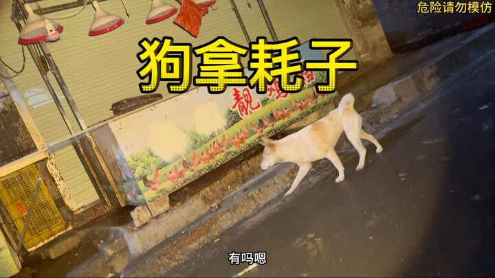 灭鼠那么多年遇见最牛的一只杰瑞