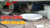 Những Con Mèo Dễ Thương #11 | Cuộc Săn Lùng Mèo Hoang | Wild Cat Hunt |@Ống Kính TV