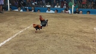 chinese chicken daw sabi ng kalaban hahaa ayon patay yong kanya