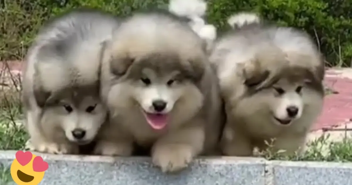 Baby Alaskan Malamute Puppies Running😍Funny And Cute Puppies Compilation -  Bilibili