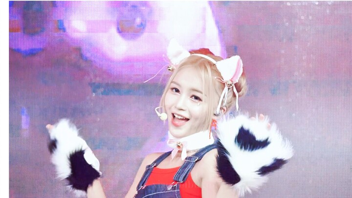 [RED Group] แคทวอล์คเบาๆน่ารัก | แคทวอล์ค เจ็ดแมวป่าตัวน้อย เผชิญหน้ายิงกัน | 0823 เซินเจิ้น