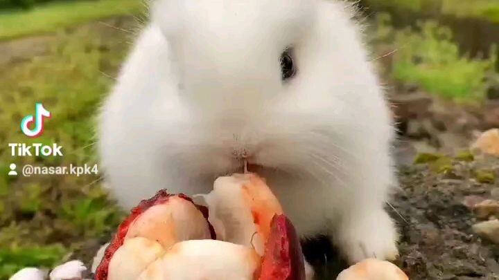 🐰🐰🐰🐰