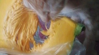 My vegetarian cat likes to eat squash