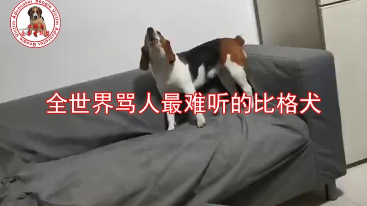 全世界骂人最难听的比格犬【本视频有驱狗功效】