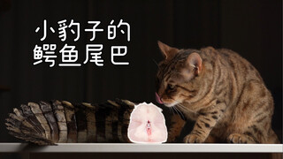 豹猫啃鳄鱼？