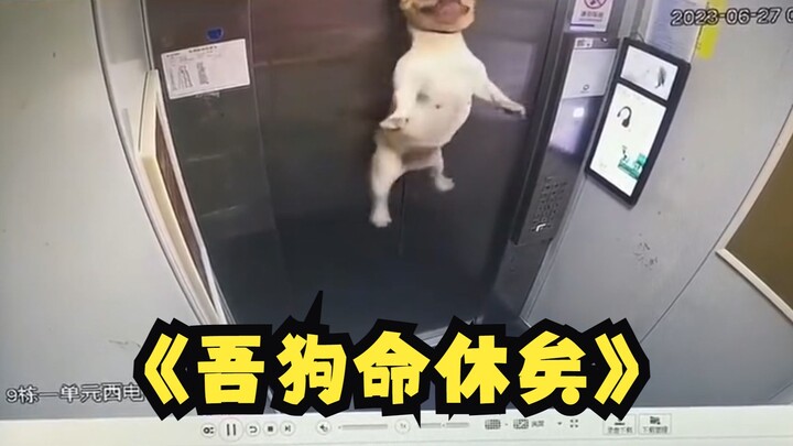 坐电梯还是抱着狗吧，狗绳电梯是感应不到的。