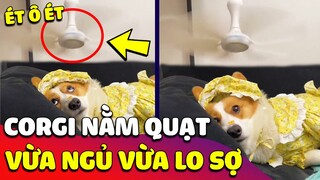 Biểu cảm cực kì 'KHÓ ĐỠ' của bé Corgi khi vừa ngủ vừa lo phải 'VỀ GẶP ÔNG BÀ' 😂 Gâu Đần