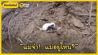 หนุ่มนักดนตรีพบลูกสกังค์ร้องไห้อยู่กลางป่า...และนี่คือสิ่งที่เขาทำ | Dog's Clip