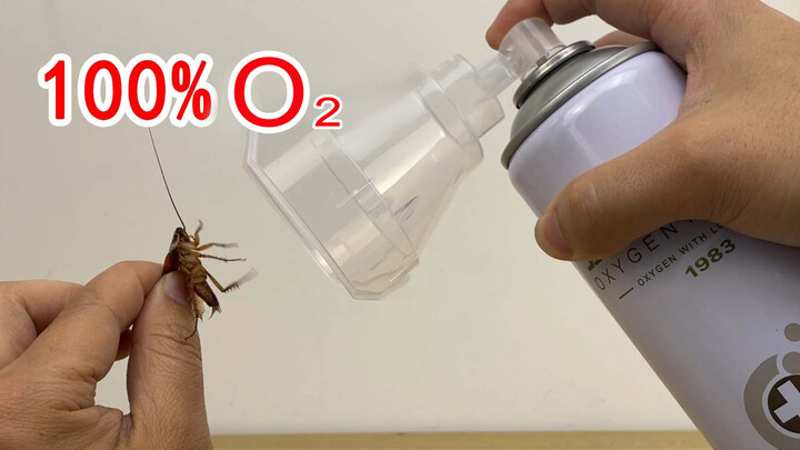 Can cockroaches survive in 100% pure oxygen? Will it get bigger?