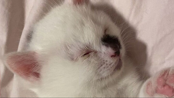 baby cat sleeping soooo cute