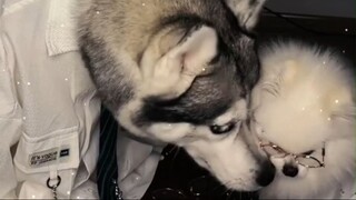 Đẩy thuyển Mi Xiu và Cơm #dog #pet #động vật #husky