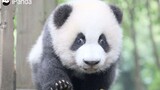 The giant panda Jixiao: the most funny panda in 2019