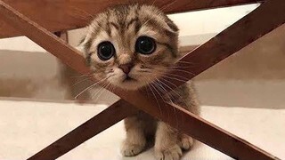 OMG So Cute Cats ♥ Best Funny Cat Videos 2021 #96