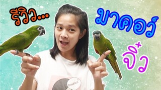 แนะนำ นกแก้ว ที่มีชื่อว่า Hahn macaw นกแก้วเชื่อง EP.41