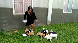 Cún con dễ thương vô đối | Chó con dễ thương vô đối | Lovely cute puppy | Lovely cute puppies