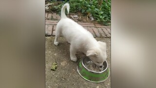 Bo ăn ngon lành luôn. cunyeucuadua yeucho yeuchomeo cún cúncon chó chómèo chócon chókhôn yeuchomeo chócute pet dog dogsoftiktok