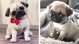 🥰 The Best Adorable Pugs in The Planet Makes Your Heart Melt 🐶 | Cute Puppies