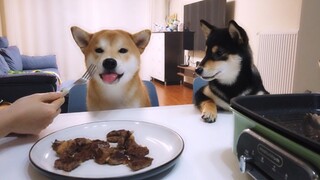 Động vật|Chó Shiba lần đầu ăn bít tết.
