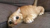 Top 10 Funny Cat Videos - Funny Cats 2017