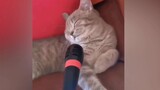 ⚡ Membuat Musik Elektronik dengan Suara Dari Kucing ⚡