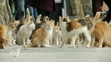 คนรักแมวท่องเที่ยว"เกาะแมว"ในญี่ปุ่น