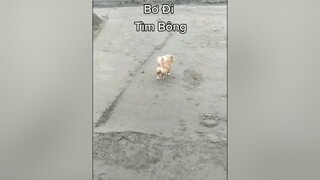 Bơ đi tìm Bông...cunyeucuadua yeucho yeuchomeo cún cúncon chó chómèo chócon chókhôn yeuchomeo chócute pet dog dogsoftiktok doggo