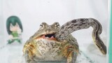 Animal|Bullfrog Ate a Snake