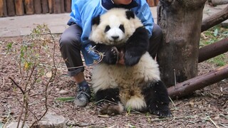 又是等奶爸抱抱的一天。【大熊猫和花、和叶】